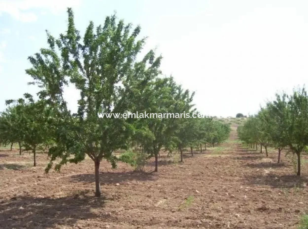 Garten Zum Verkauf In Mugla Region 880000M2 Nussbaum
