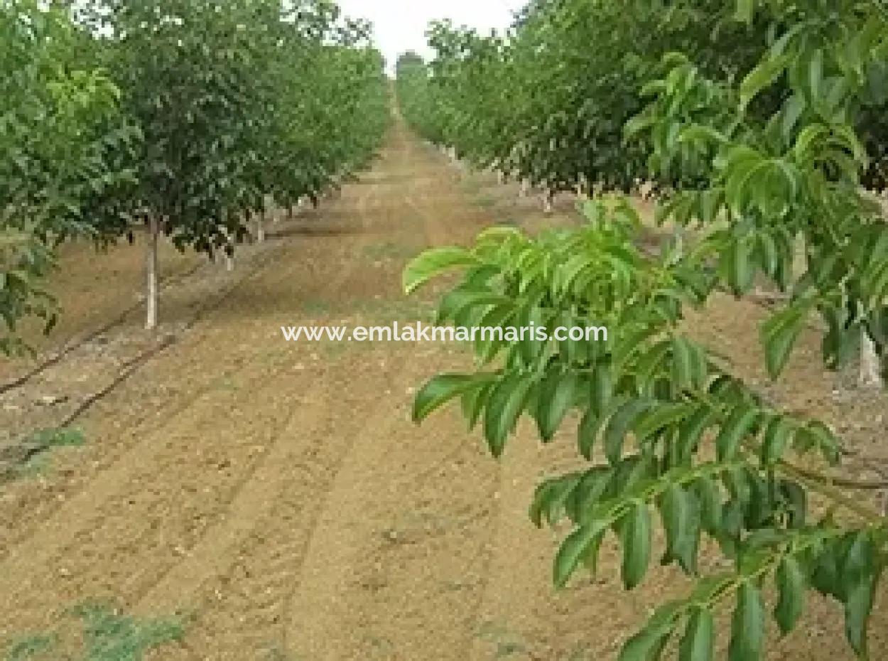 Garten Zum Verkauf In Mugla Region 880000M2 Nussbaum