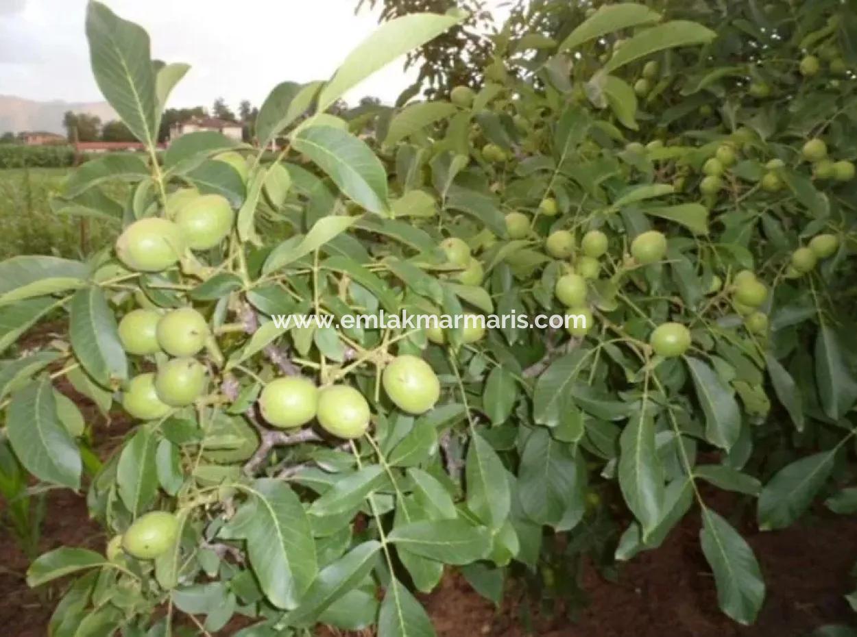 Garten Zum Verkauf In Mugla Region 880000M2 Nussbaum