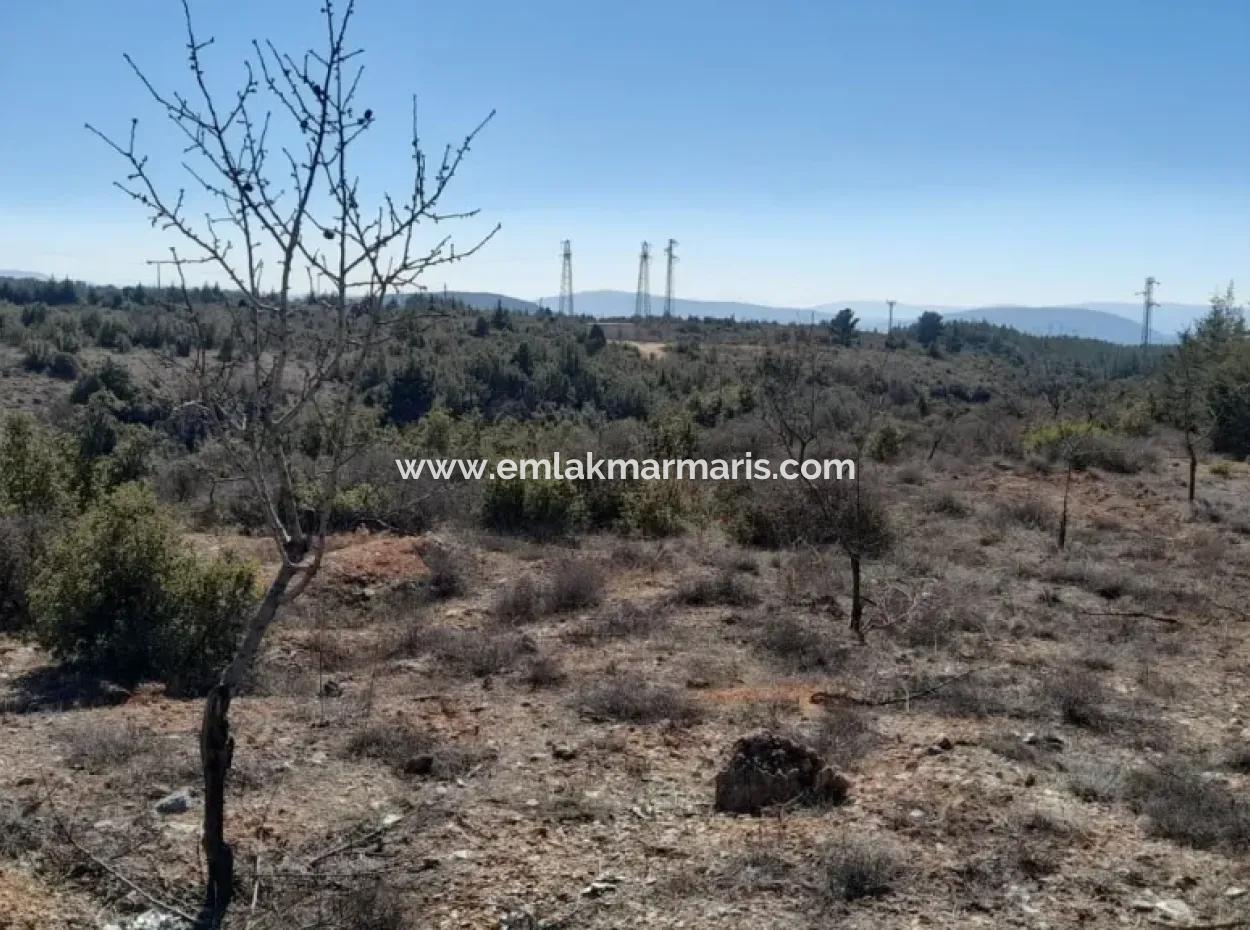 Der 200000M2 Mandelgarten Steht Im Zentrum Von Mugla Zum Verkauf.