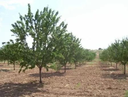 Garten Zum Verkauf In Mugla Region 880000M2 Nussbaum