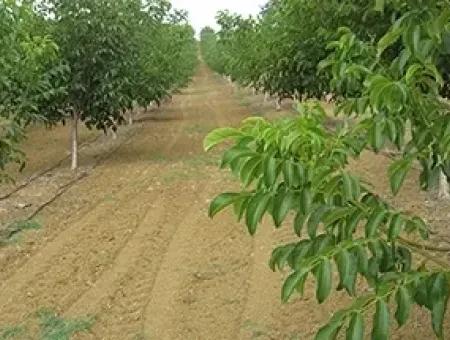 Garten Zum Verkauf In Mugla Region 880000M2 Nussbaum