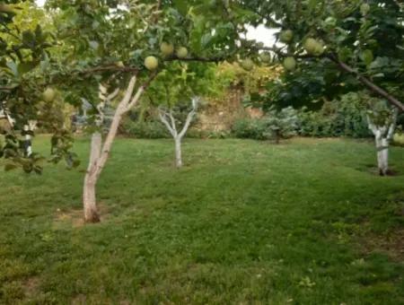 Manisa Prefecture Alasehir District 19000M2 Grapefring Farm For Urgent Sale