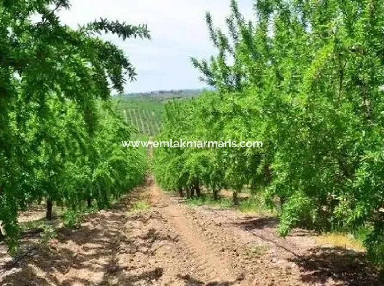 Muğla Bölgesinde 880000M2 Satılık Ceviz Bahçesi