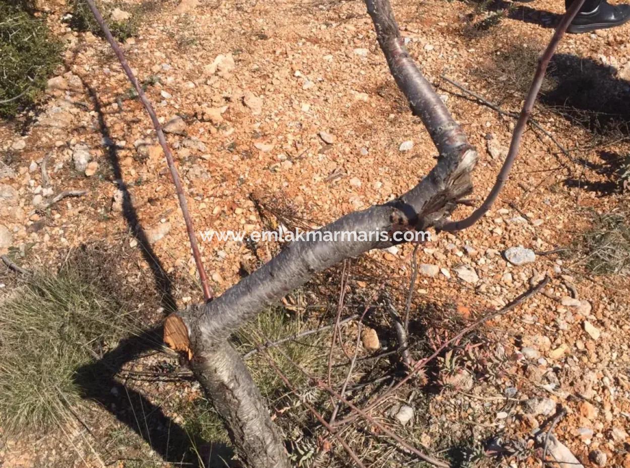 Muğla Merkezinde 200000M2 Badem Bahçesi Satılıktır.