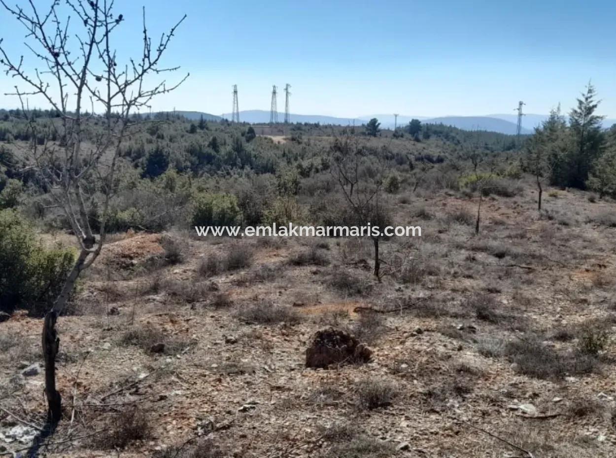 Muğla Merkezinde 200000M2 Badem Bahçesi Satılıktır.